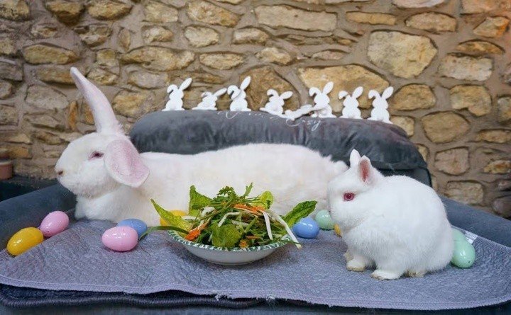 Junior và Suzi (bên phải).