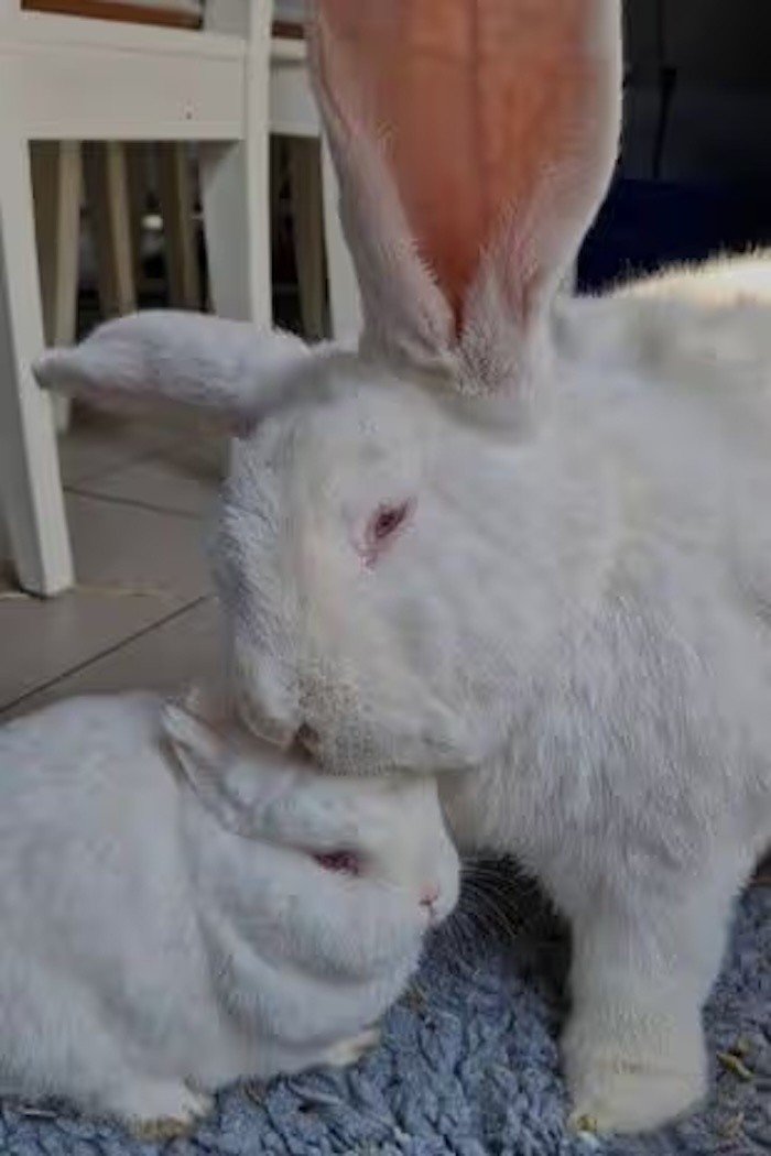 Hai chú thỏ được huấn luyện kỹ lưỡng nên sinh hoạt rất gọn gàng.