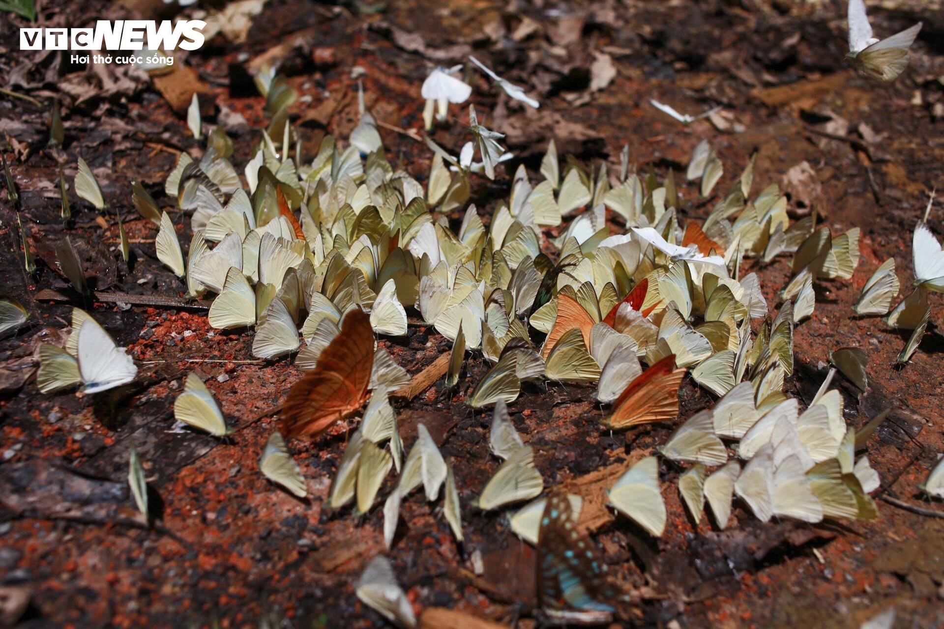 Mãn nhãn hàng triệu cánh bướm bay rợp lối rừng Cúc Phương - 2