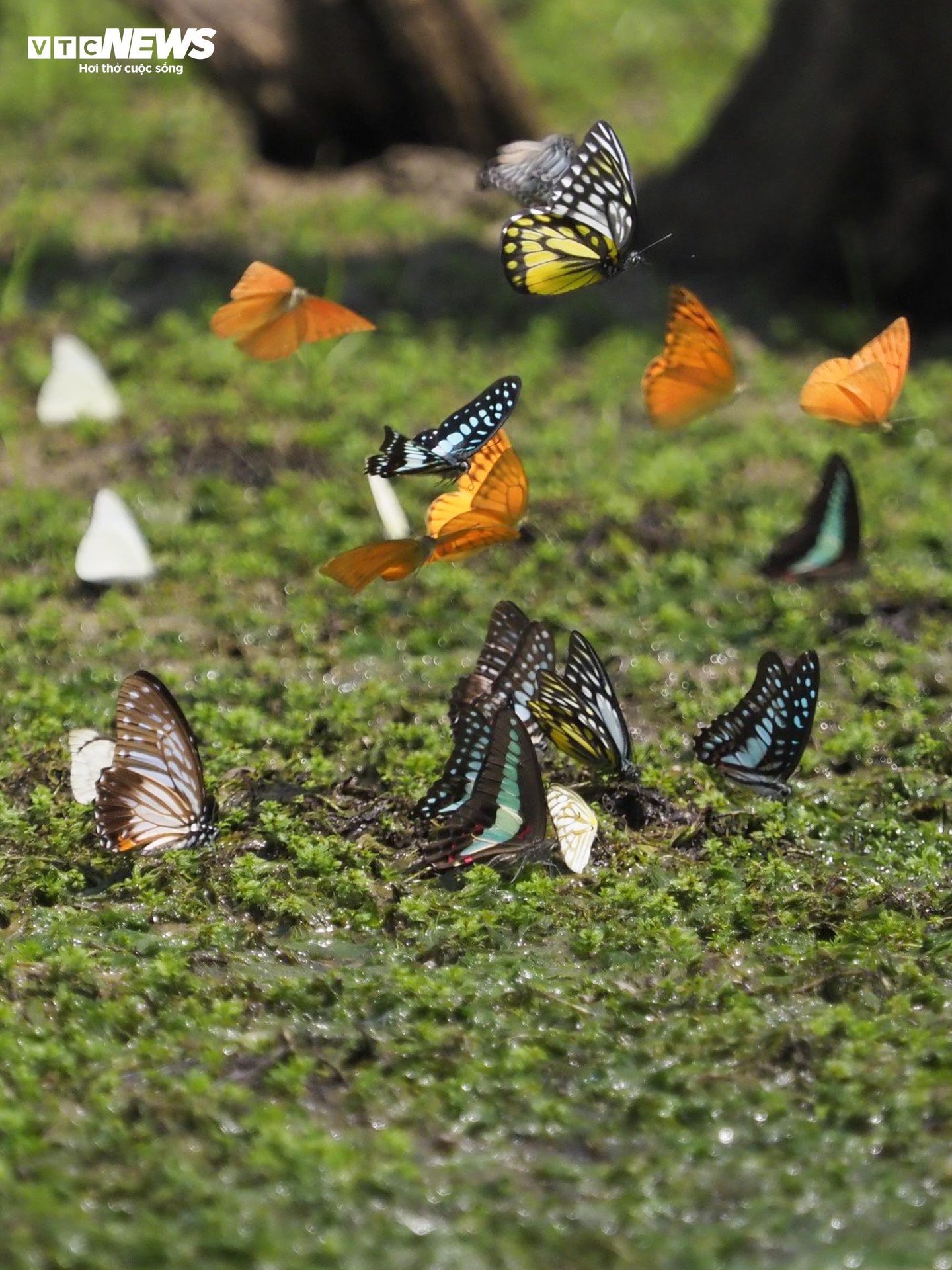 Mãn nhãn hàng triệu cánh bướm bay rợp lối rừng Cúc Phương - 3