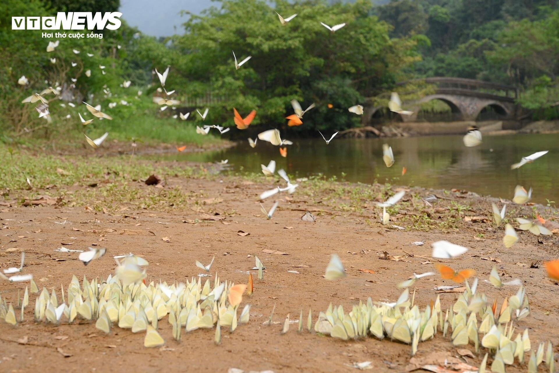 Mãn nhãn hàng triệu cánh bướm bay rợp lối rừng Cúc Phương - 4