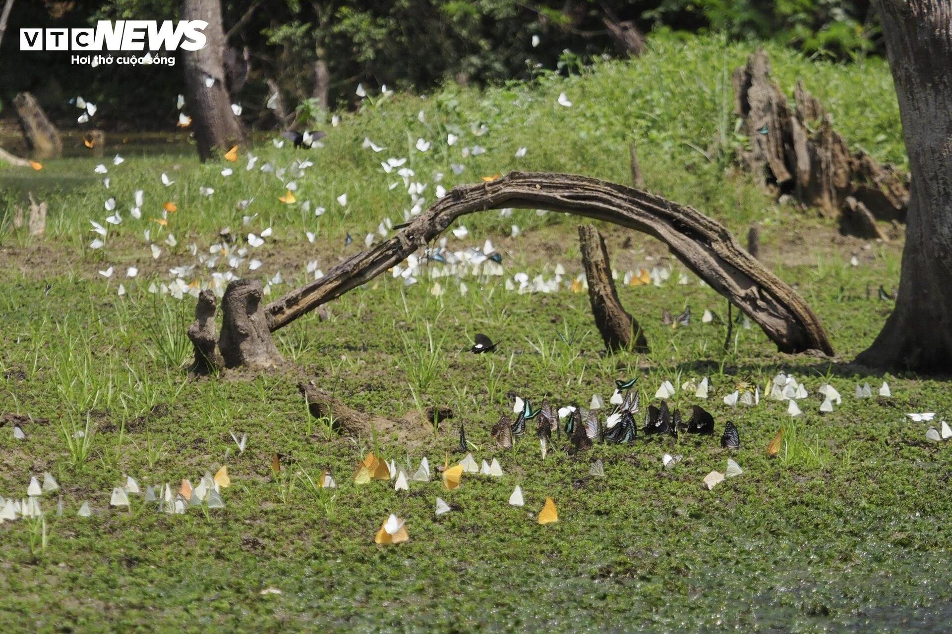 Mãn nhãn hàng triệu cánh bướm bay rợp lối rừng Cúc Phương - 5