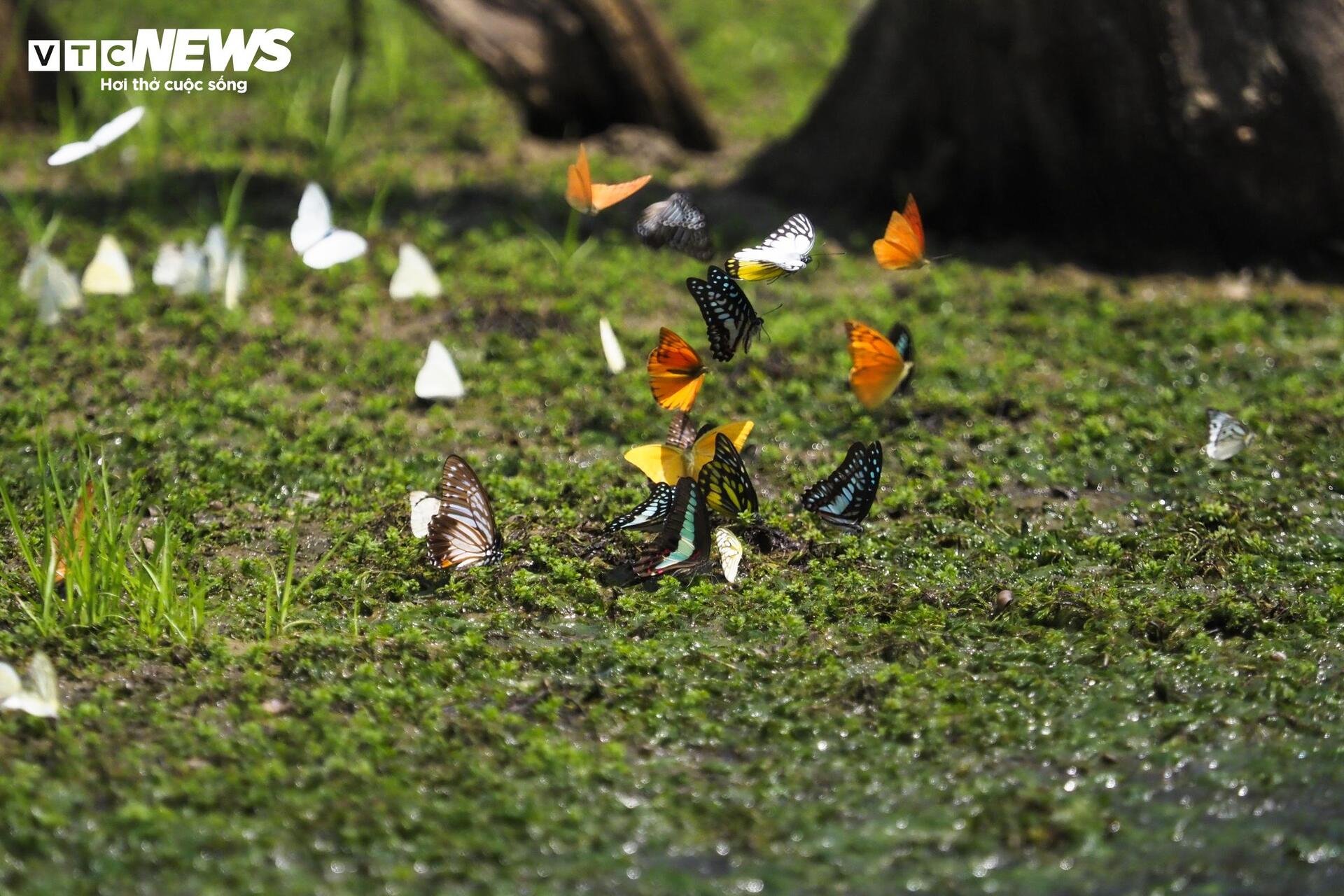 Mãn nhãn hàng triệu cánh bướm bay rợp lối rừng Cúc Phương - 6