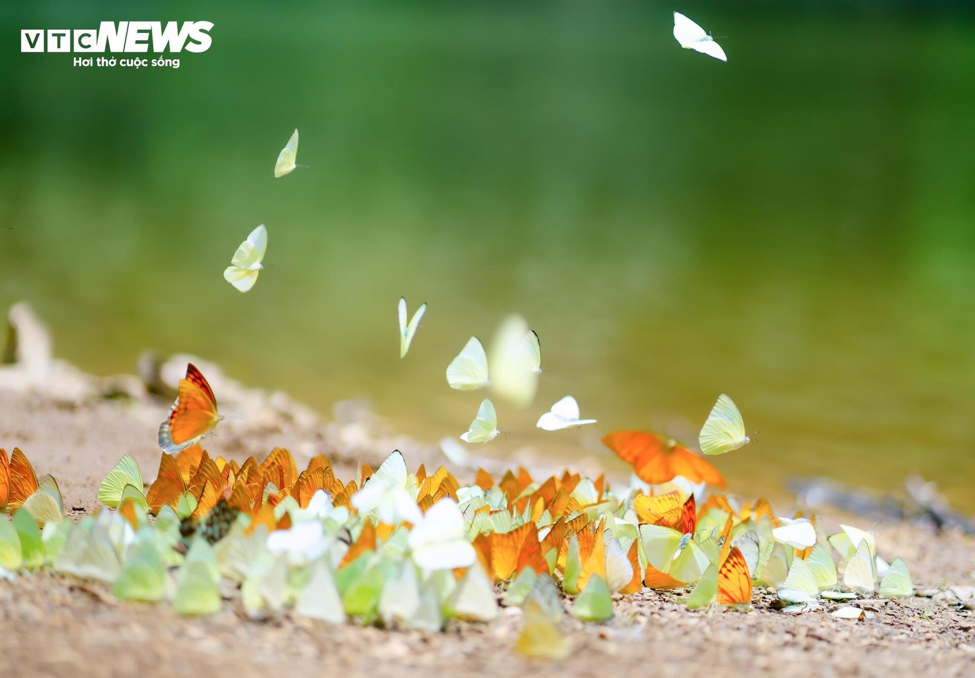 Mãn nhãn hàng triệu cánh bướm bay rợp lối rừng Cúc Phương - 7