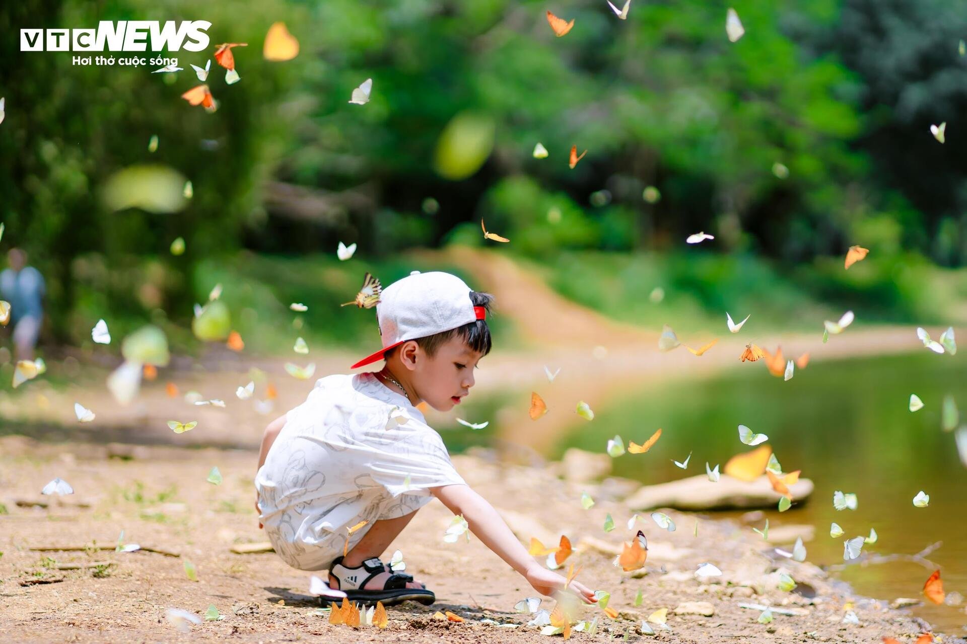 Mãn nhãn hàng triệu cánh bướm bay rợp lối rừng Cúc Phương - 8