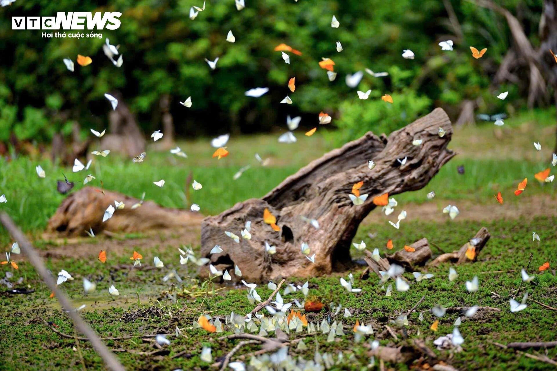 Mãn nhãn hàng triệu cánh bướm bay rợp lối rừng Cúc Phương - 12