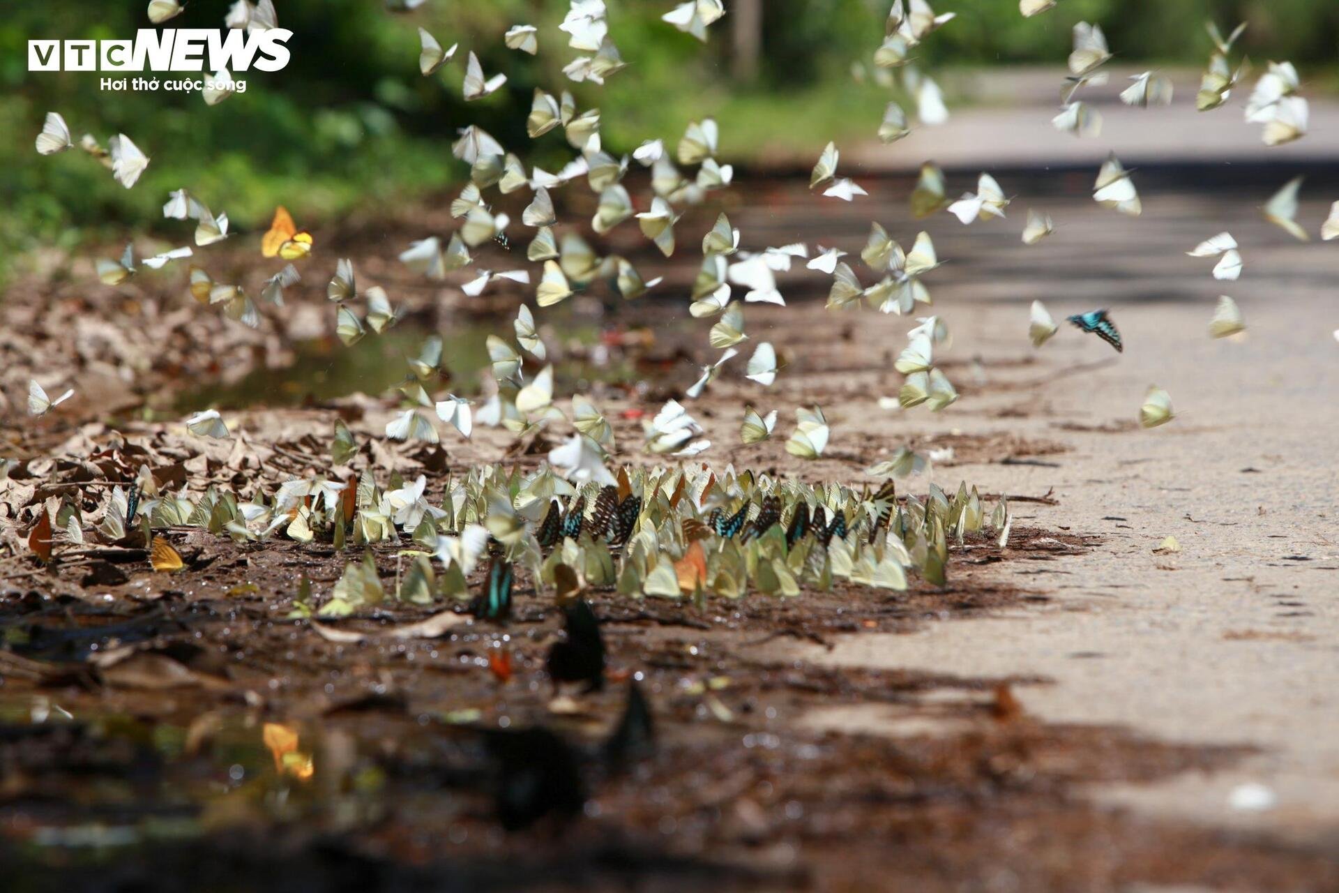 Mãn nhãn hàng triệu cánh bướm bay rợp lối rừng Cúc Phương - 13