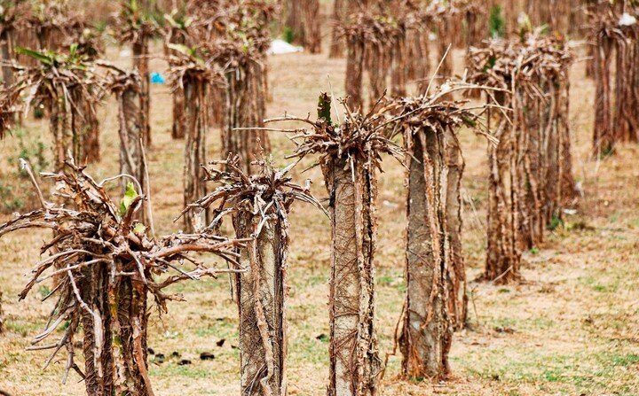 Những năm có El Nino, lượng mưa năm thường thâm hụt lớn, lượng mưa ít gây ra những đợt hạn hán kéo dài. (Ảnh: Báo Bình Thuận)