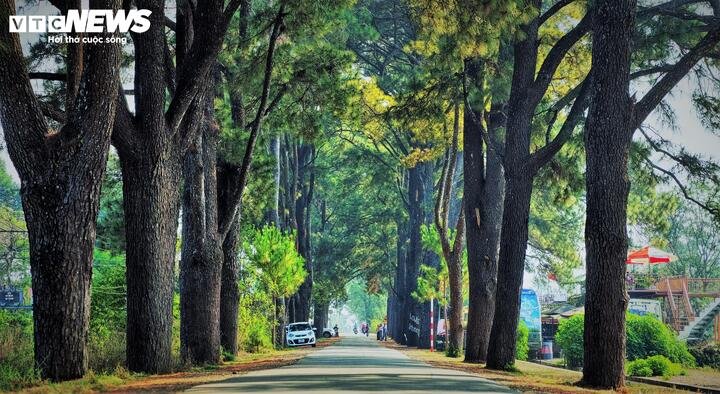 Con đường với hai hàng thông cổ thụ vươn cao, tán lá đan xen vào nhau tạo thành một vòm mái xanh mướt.