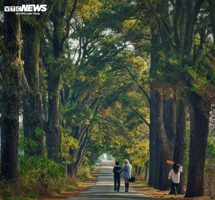 Hàng thông trăm tuổi được nhiều người gọi với cái tên “con đường Hàn Quốc”.