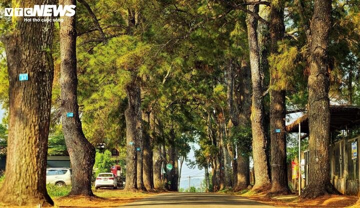 Mặc dù chỉ dài khoảng 800m nhưng du khách đến với con đường thông trăm tuổi có thể chụp ảnh bất cứ lúc nào cũng đều có một background đẹp. Sắc màu của con đường thông không hề đơn điệu mà biến chuyển kỳ ảo theo từng thời điểm trong ngày.