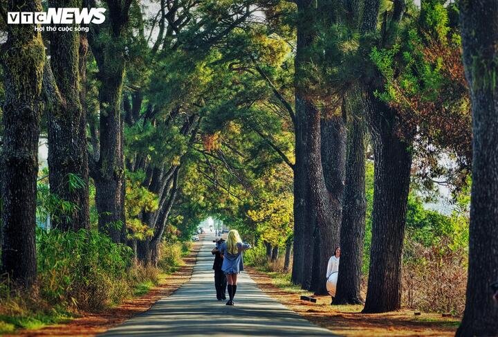 Khi bình minh lên, nắng xuyên hàng thông tạo nên những mảng sáng tối, những luồng sáng cực đẹp khiến không gian bình yên, mơ mộng.