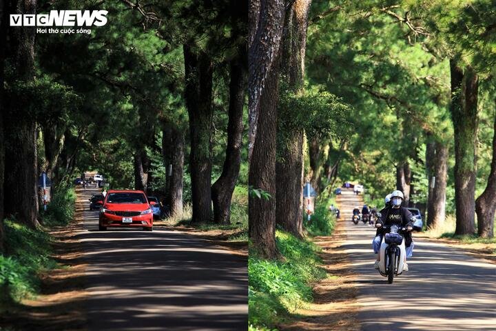 Khi nắng lên cao, màu xanh của lá thông tạo nên một sự tươi mát lấn át cái nóng đặc trưng của vùng đất Tây Nguyên.