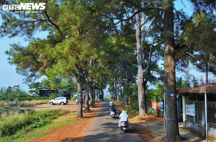 Khi đi bộ dưới vòm lá, tiếng gió thổi qua tán thông tạo nên một âm thanh đặc trưng mà người dân nơi đây vẫn ví von là 