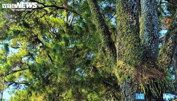 Tuy nhiên, sức hút của hàng thông không chỉ nằm ở không gian lãng mạng, ở những bức ảnh 