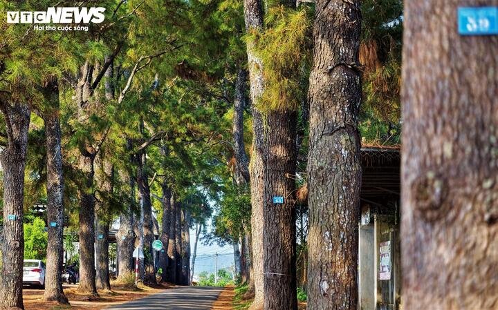 “Qua một thế kỷ hình thành, hàng thông đã trở thành hàng cây di sản, có công sức kiến tạo của nhiều lớp người, tạo nên thắng cảnh thu hút rất đông du khách. Hàng cây giờ đây không còn là tài sản của Công ty mà là tài sản chung của du lịch Gia Lai, cần được mọi người chung tay bảo vệ”, lãnh đạo Công ty cổ phần Chè Biển Hồ chia sẻ.