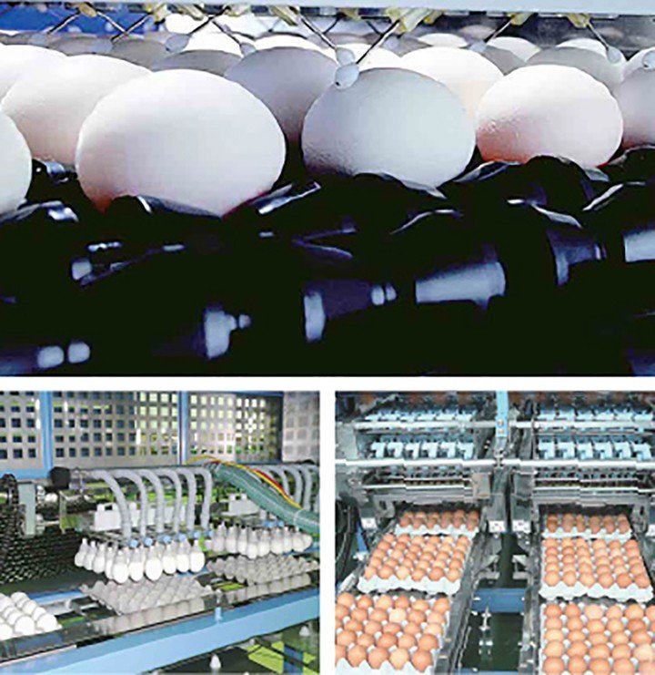 Các hệ thống hiện đại khử trùng từng quả trứng trước khi đến tay người tiêu dùng. (Ảnh: Tamago)