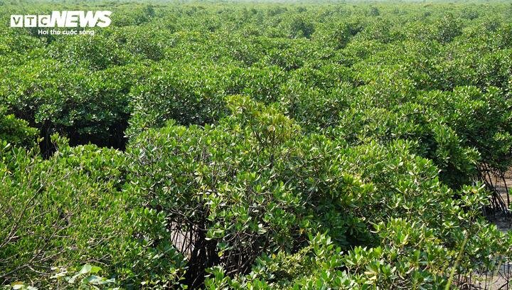 06-1778026142-nhung-cuu-binh-giu-rung-ngap-man-noi-cua-bien-quang-ninh