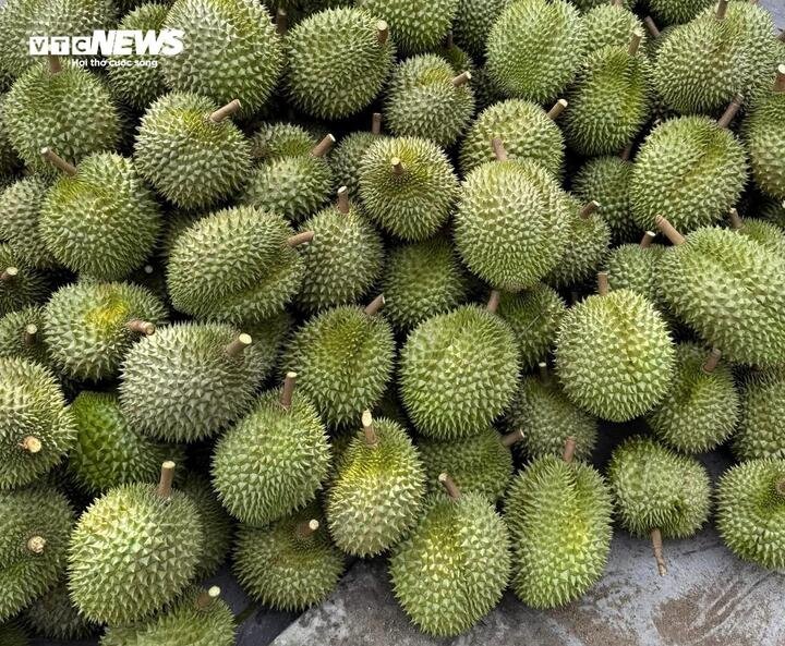 Giá sầu riêng lao dốc khiến nhiều nhà vườn đối mặt nguy cơ thua lỗ nặng do chi phí phân bón, nhân công tăng cao. (Ảnh minh họa)