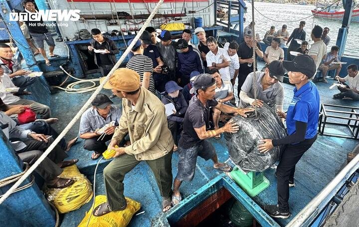 Ông Tiếng cho biết tàu có 51 lao động, hành nghề câu mực ở khu vực Trường Sa. Với mức giá hiện tại khoảng 317.000 đồng/kg, chuyến biển này tàu ông đạt doanh thu xấp xỉ 9 tỷ đồng. Sau khi trừ toàn bộ chi phí, mỗi thuyền viên có thu nhập dao động từ 120 – 150 triệu đồng.