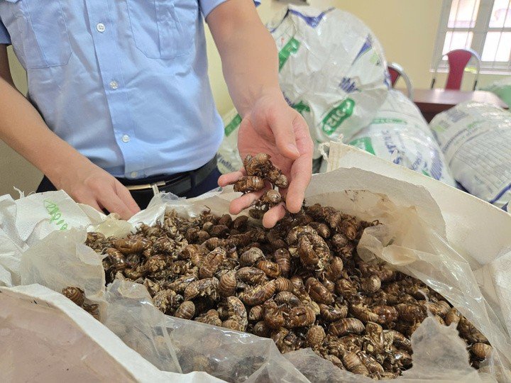 Xác ve sầu khô không thuộc danh mục hàng cấm nhưng khi vận chuyển với số lượng lớn cần chứng minh rõ nguồn gốc.
