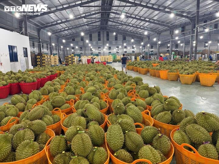 16-1778894396-cadimi-lo-hong-ky-thuat-hay-hoi-chuong-canh-bao-voi-nganh-sau-rieng