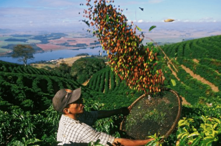 Khí hậu và đất bazan màu mỡ tại Tây Nguyên cực kỳ thích hợp cho giống cà phê Robusta phát triển.