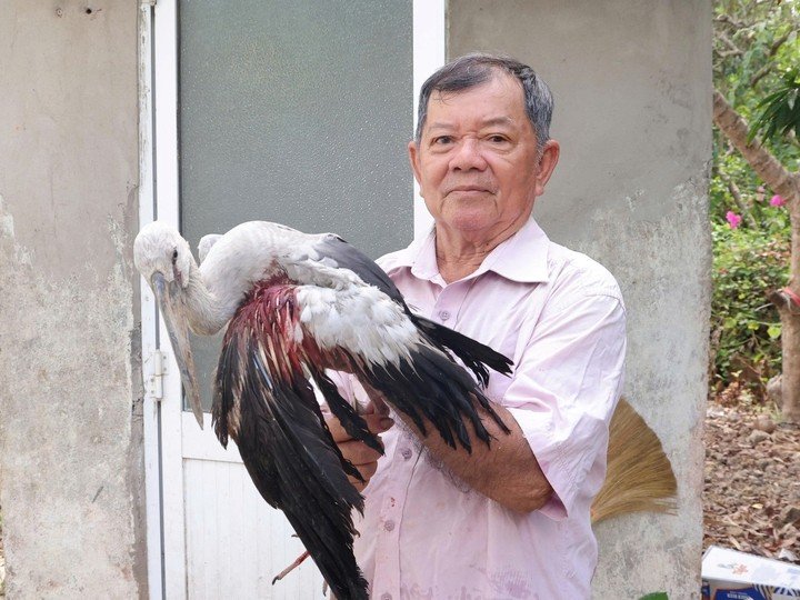 Ông Hai Chìa đang nuôi một số con chim bị thương do nạn săn bắn. (Ảnh: Đ.V)
