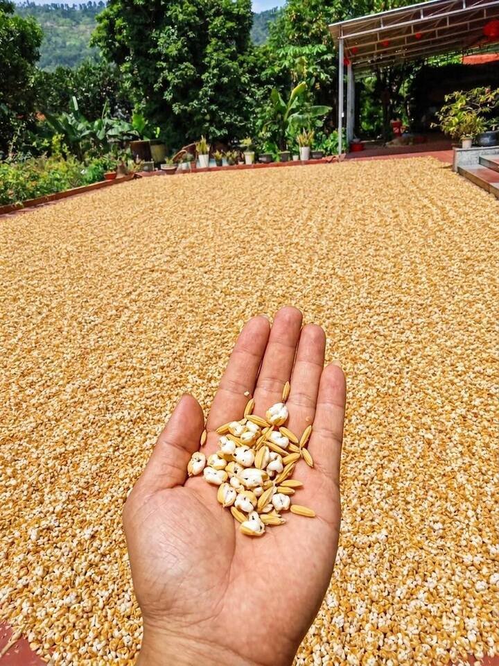 Bức ảnh thóc phơi dưới trời nắng biến thành bỏng trắng xóa.