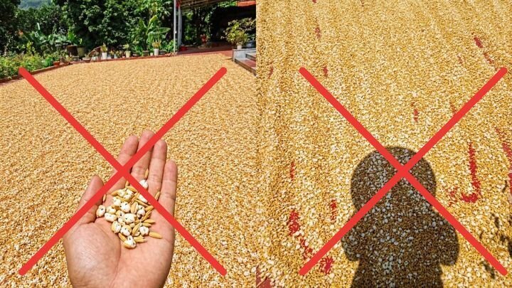Ảnh phơi thóc nổ thành bỏng là ảnh giả nhằm câu like, kiếm tương tác.