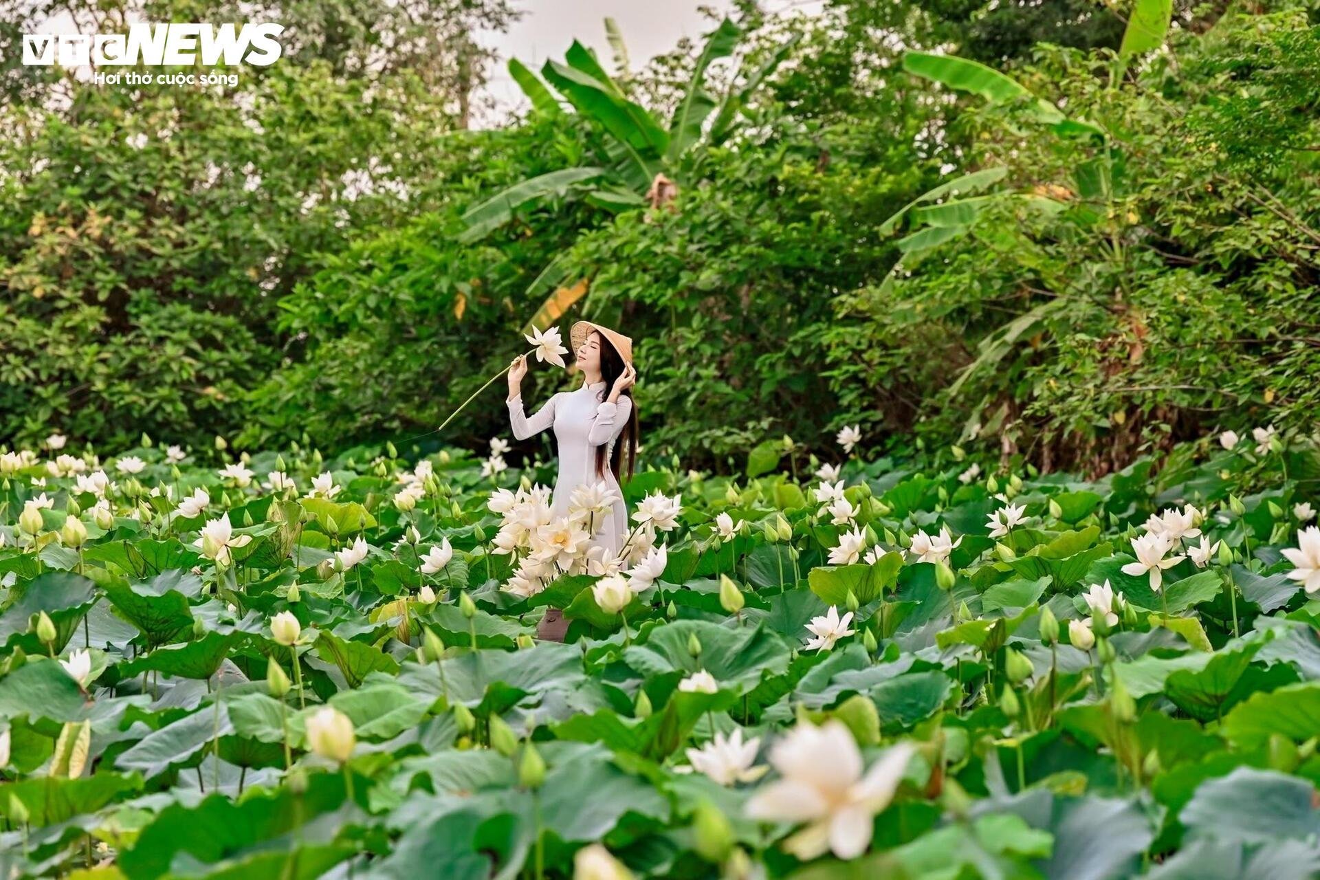 Đầm Bạch Liên hiếm gặp cách trung tâm Hà Nội 20km vào mùa đẹp nhất năm - 8