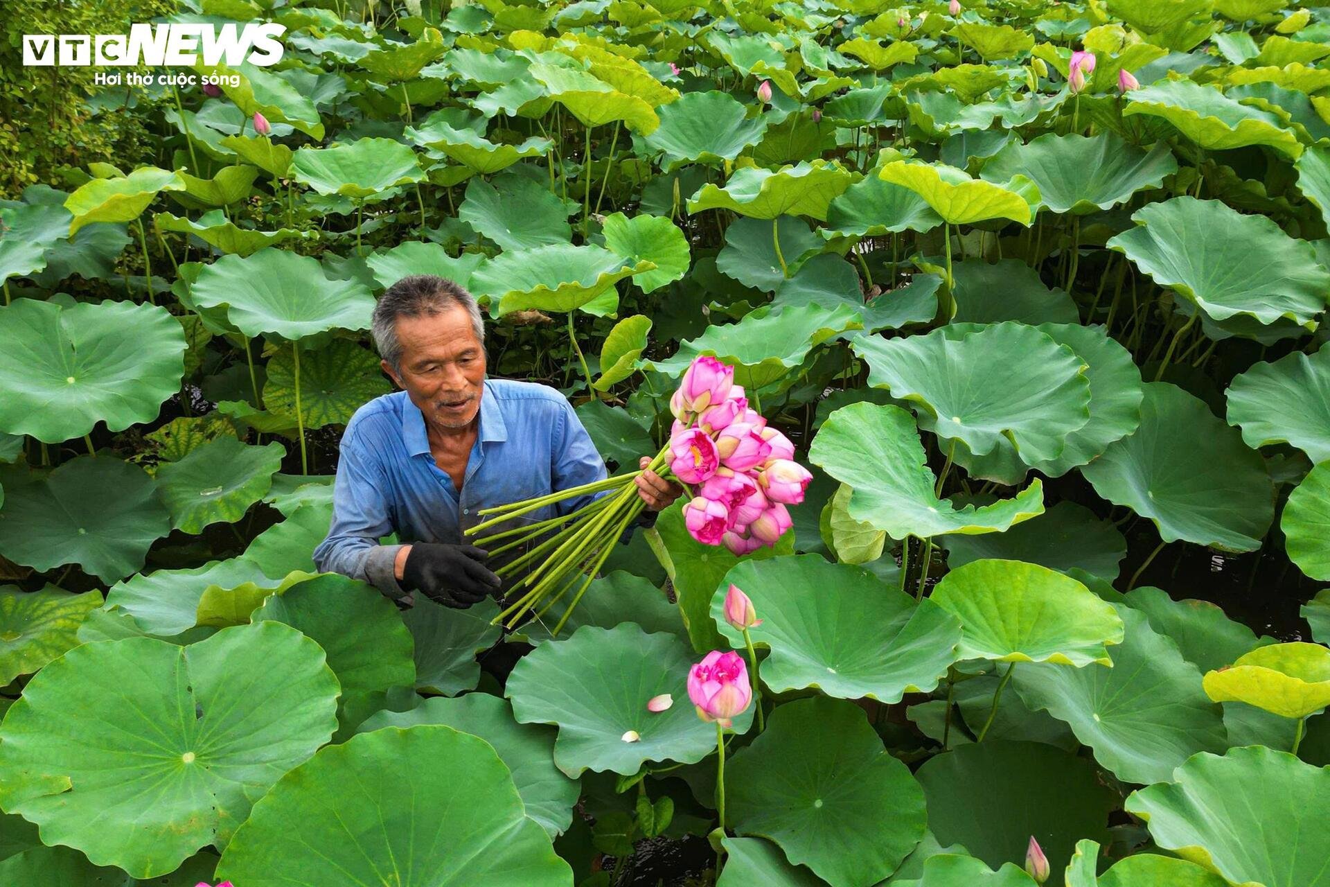Đầm Bạch Liên hiếm gặp cách trung tâm Hà Nội 20km vào mùa đẹp nhất năm - 13