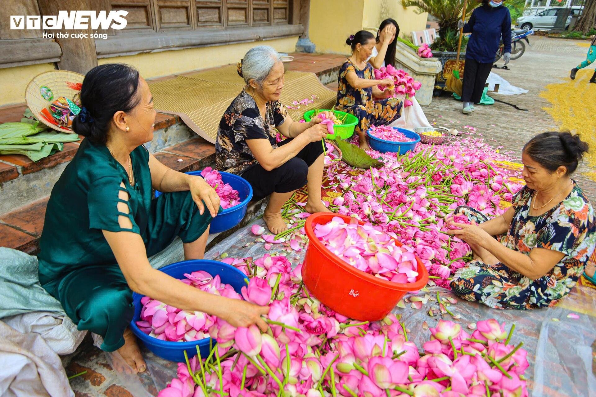 Đầm Bạch Liên hiếm gặp cách trung tâm Hà Nội 20km vào mùa đẹp nhất năm - 17