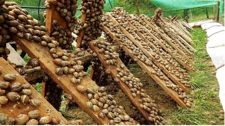 Châu Âu có nhiều nông trại chuyên nuôi ốc sên phục vụ ẩm thực. (Ảnh: Snailcaviar)
