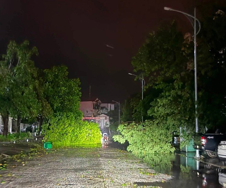 Hàng loạt cây xanh tại Móng Cái gãy đổ sau khi bão số 1 quần thảo suốt đêm.