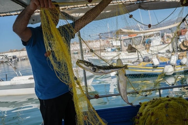 Cá nóc má bạc mắc lưới của ngư dân ở đảo Crete, Hy Lạp. (Ảnh: Getty Images)