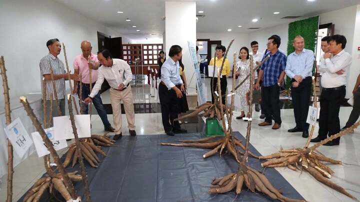 Giống sắn được phát triển từ nghiên cứu của GS. Lê Huy Hàm hội tụ đồng thời nhiều đặc tính ưu việt: Kháng bệnh khảm lá, cho năng suất tinh bột cao và có kiểu hình thân thẳng. (Ảnh: Quỹ Thiện Tâm)