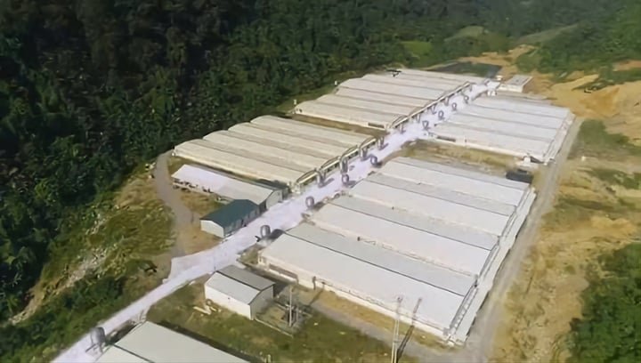 Trang trại chăn nuôi của Công ty TNHH Dabaco Thanh Hóa nơi xảy ra vụ tai nạn lao động.