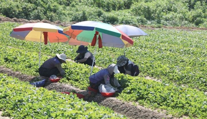 Người nông dân làm việc dưới nắng nóng gay gắt ở Hàn Quốc. (Ảnh: Yonhap)