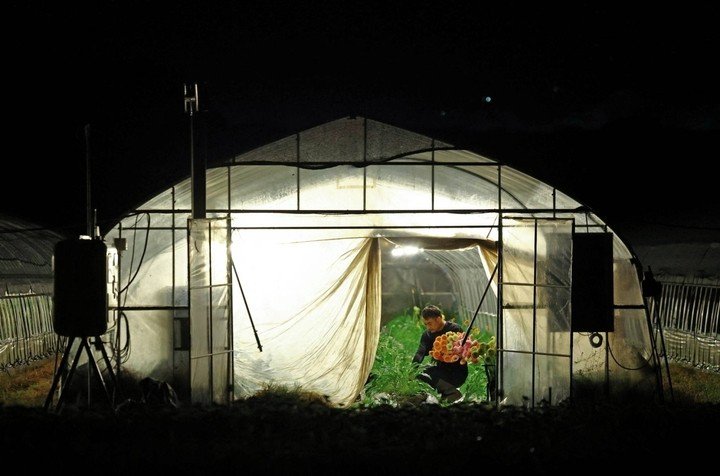 Motoaki Iijima, 36 tuổi, thu hoạch hoa cúc đồng tiền bên trong nhà kính vào ban đêm. (Ảnh: Reuters)