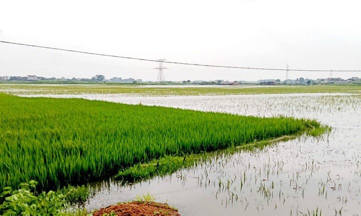 Lũ trên sông Thương dâng cao gây ngập úng cục bộ một số diện tích lúa tại phường Đa Mai, tỉnh Bắc Ninh. (Ảnh: Mai Toan)
