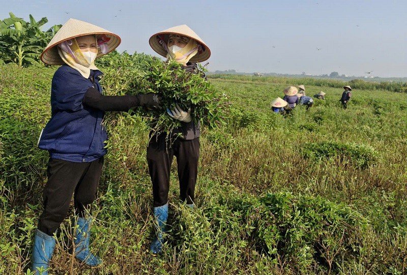 Người dân xã Phú Xuyên tập trung thu hoạch cây dược liệu vùng ngoài đê sông Hồng, phòng ngừa thiệt hại do thiên tai gây ra. Ảnh: PV