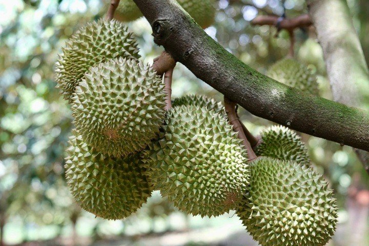 Để tạo ra sầu riêng chất lượng cao, người trồng phải kiểm soát nhiều công đoạn từ chăm sóc cây, xử lý ra hoa đến nuôi trái và thu hoạch.