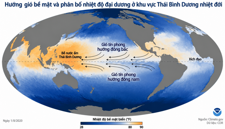 Hình minh họa hướng gió bề mặt và phân bổ nhiệt độ đại dương ở khu vực Thái Bình Dương. (Nguồn: Climate.gov)