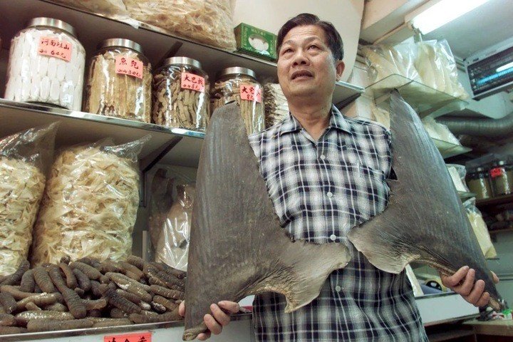 Vi cá mập có giá cực đắt đỏ, hơn hàng chục lần so với thịt cá mập. (Ảnh: SCMP)