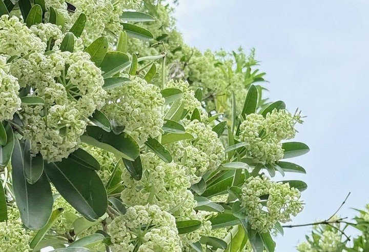 Hoa sữa từ lâu gắn với mùa thu Hà Nội, vừa gợi thương nhớ, vừa gây tranh cãi bởi mùi hương nồng đặc trưng.