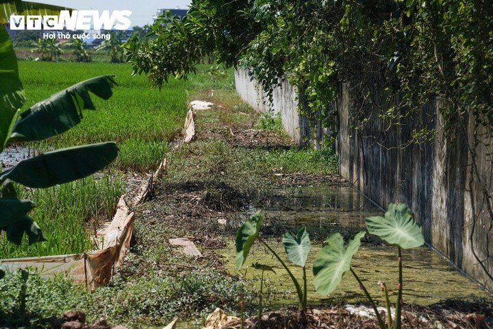 Nước đen từ khu vực bãi rác chảy ra kênh mương nội đồng, nơi người dân sử dụng để phục vụ sản xuất nông nghiệp.