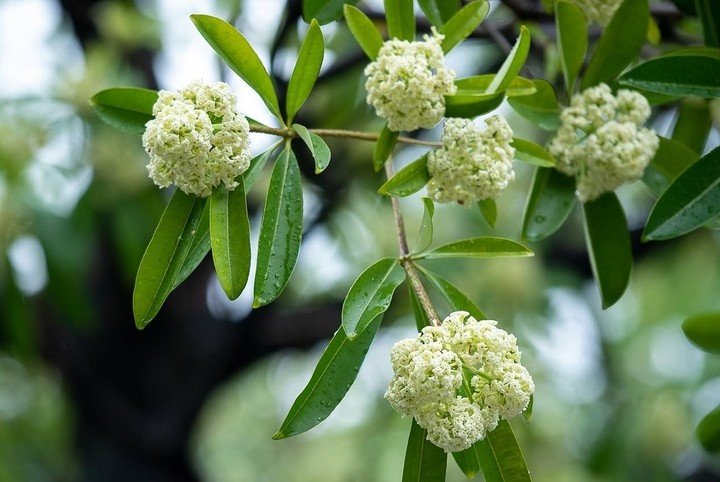 Hoa sữa là một trong những mùi hương đặc trưng của mùa thu Hà Nội.