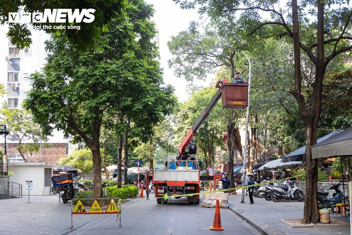 Sáng 16/10, các đơn vị thuộc Sở Xây dựng Hà Nội triển khai cắt tỉa hoa sữa trên nhiều tuyến phố nhằm giảm mật độ hoa nở, hạn chế mùi hương nồng ảnh hưởng đến đời sống người dân.