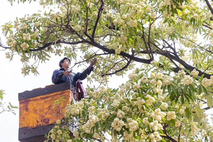 Trên phố Trung Hòa, công nhân sử dụng xe nâng chuyên dụng để tiếp cận tán cây, cắt bớt những chùm hoa sữa đang nở rộ.